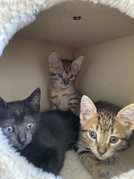 Floer Kitties