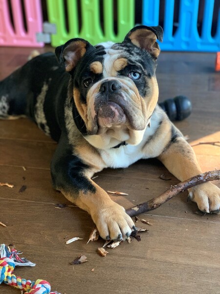 Dodger