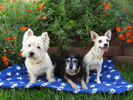 Ellie, Mona & Willow