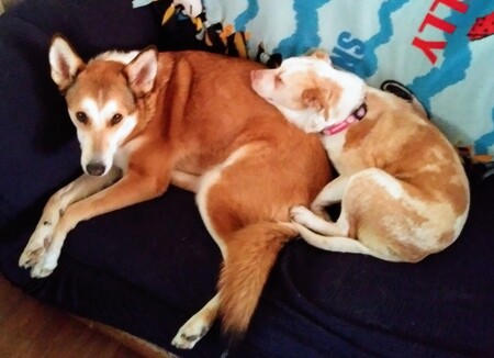 Koda and Piglet 