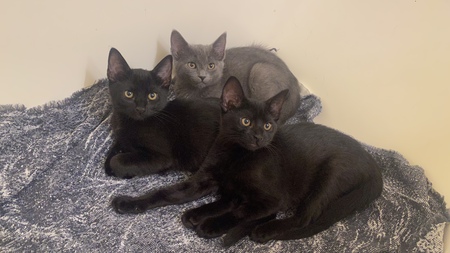 Phanny, Sooty, Smokey 