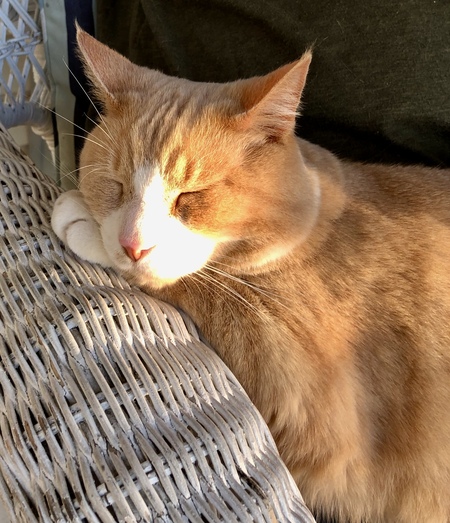 Kitty 