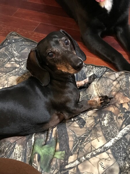 Dobby