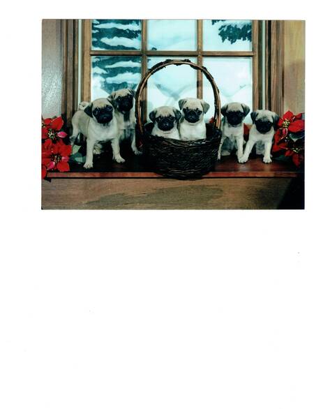 Carlie's litter