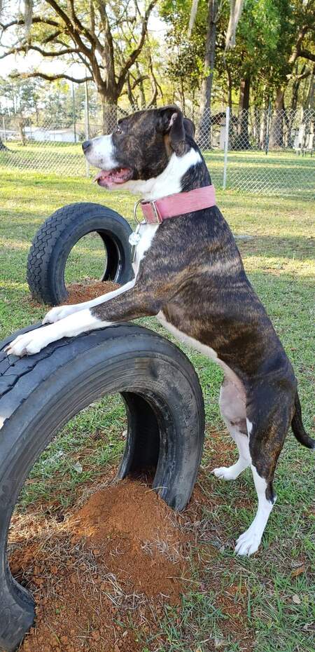 Dixie