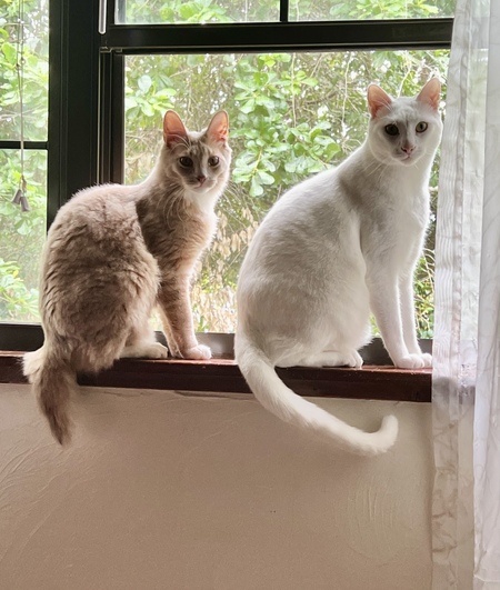 Captain & Bean