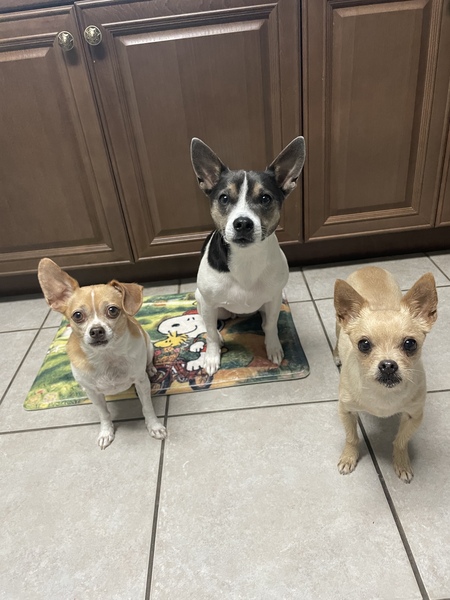 (L-R) Lincoln, Jake from State Farm, Cali