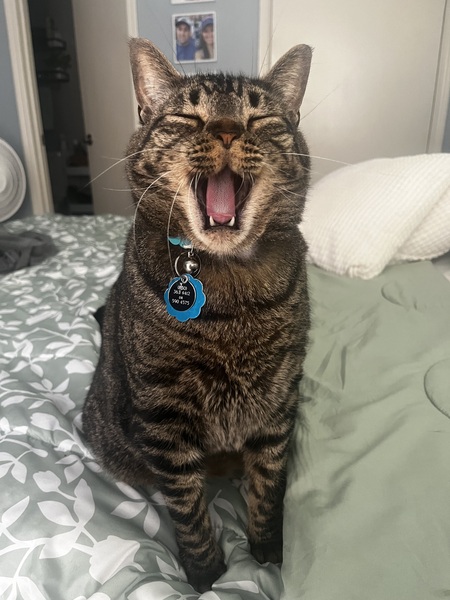 Rocky