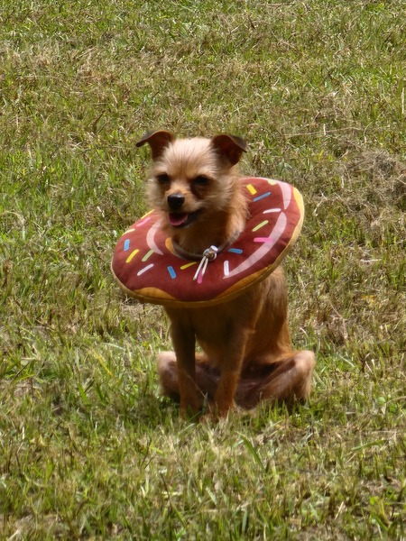Sadie Mae 