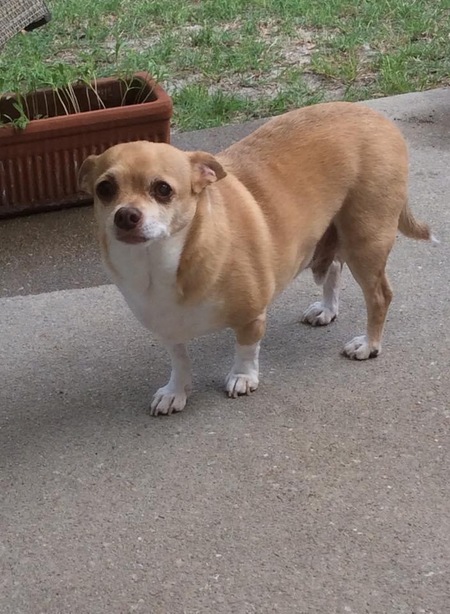 Buddy