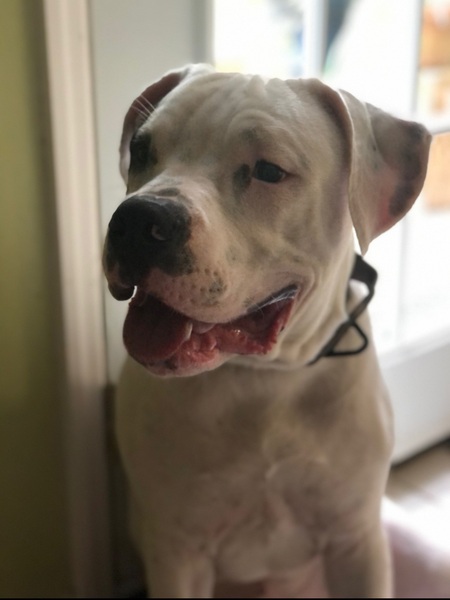 Kane Dogg