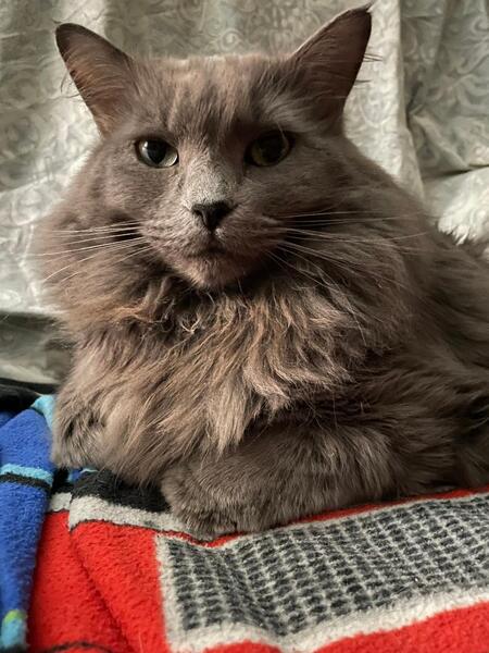 Tabbee
