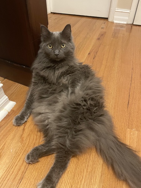 Kato