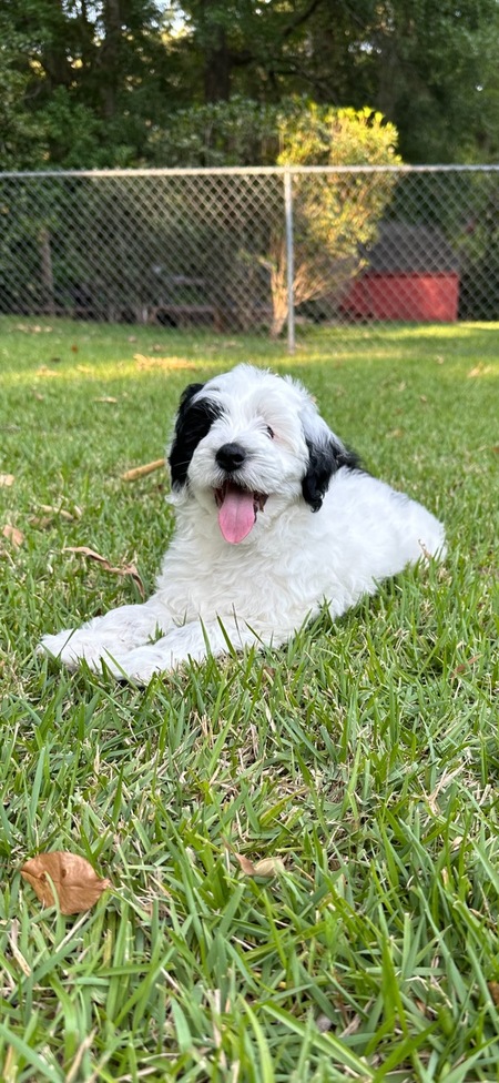 Ollie