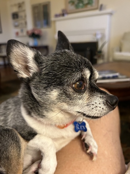 Rex