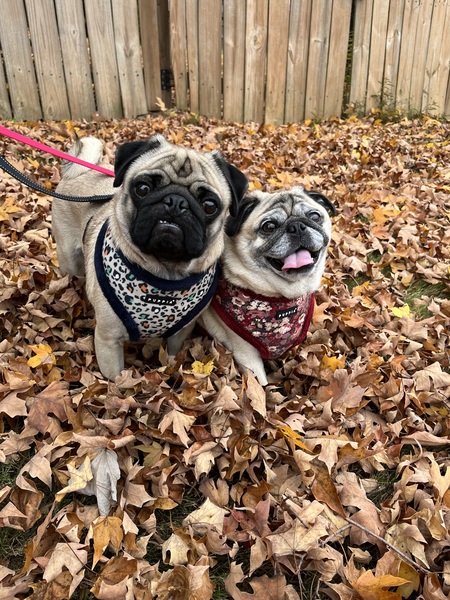 Peaches & Paddy