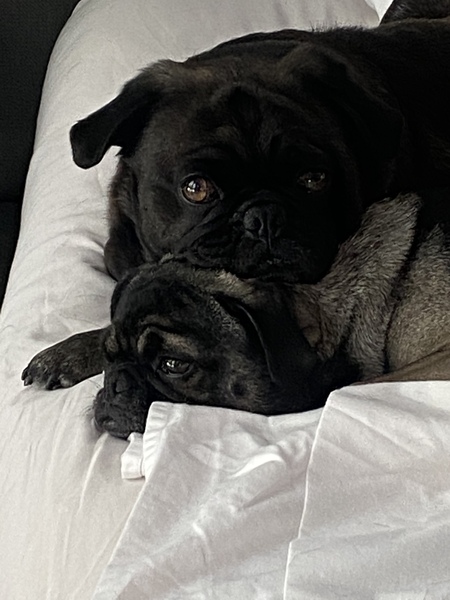 Sadie and foster Yaeger