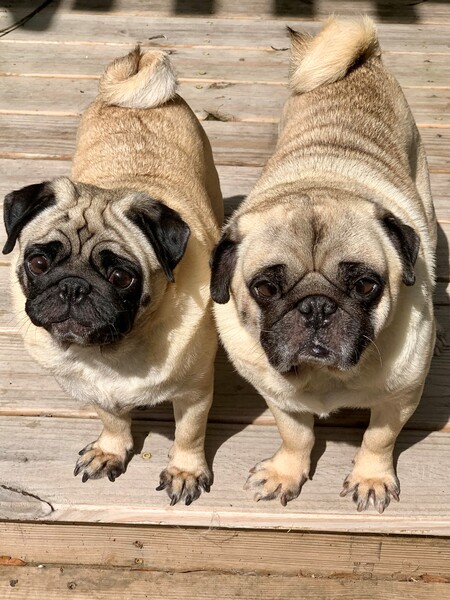 Jet & Leo