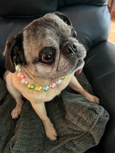 Maya