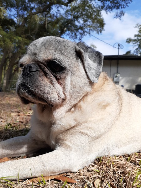 Pullo