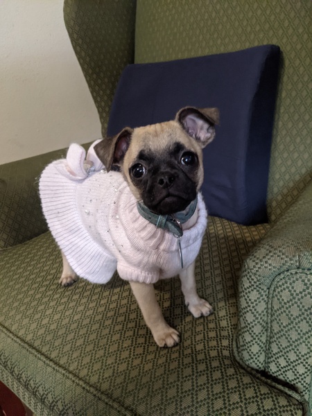 Charlie pig moo