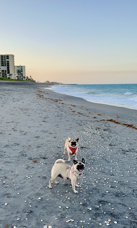 Sophie & Sadie 