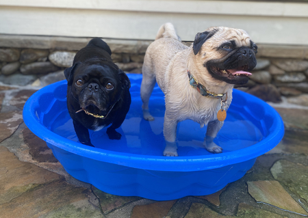 JoJo and Odie 