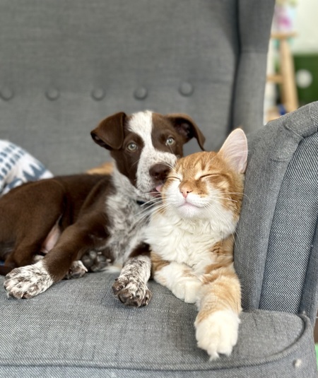 Herschel and Allagash (the cat) 