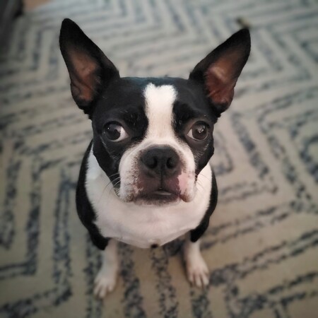 Gidget