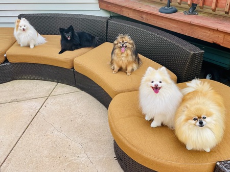 Kloe, Nikita, Karma, Bailey and Winston