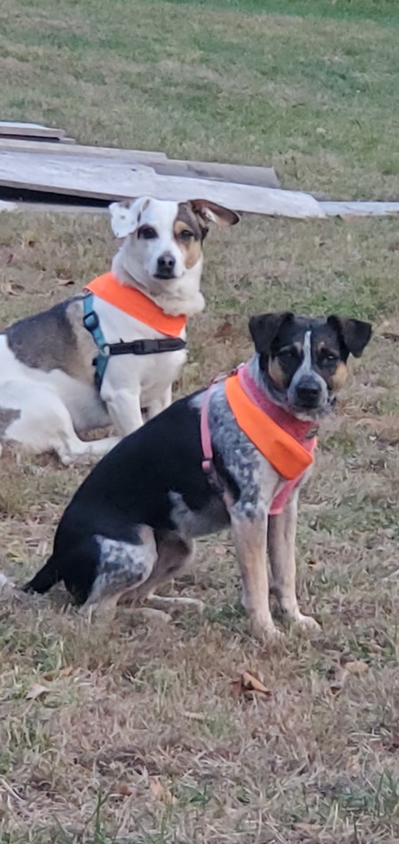 Jack and Moxie