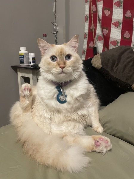 Frankie 