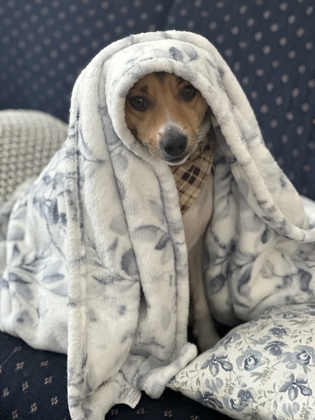 OSCAR