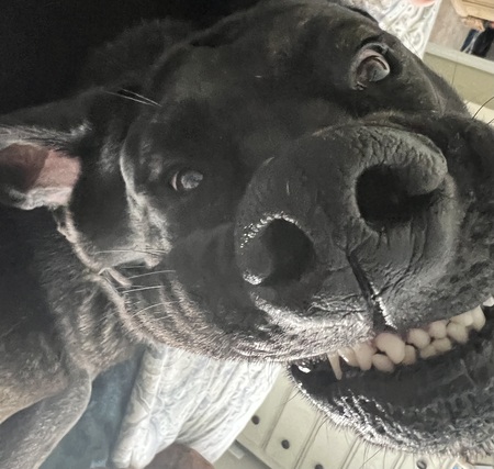Gracie 