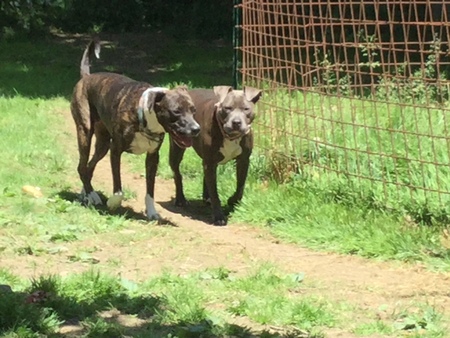 Jasmine and Penny