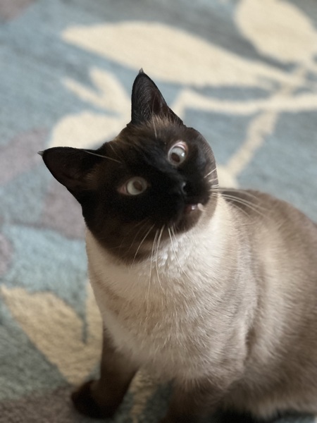 Auggie