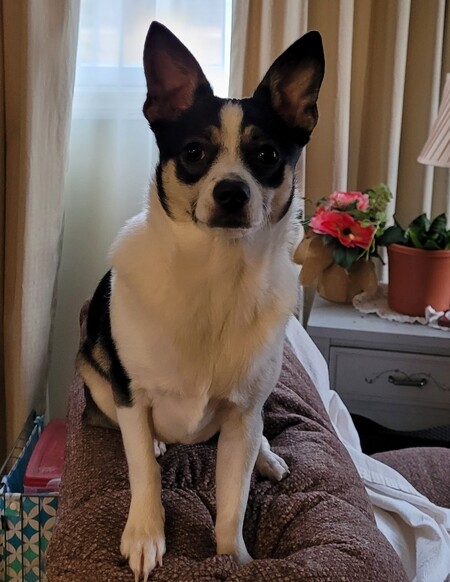Milo 