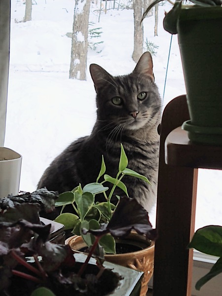 Klaus