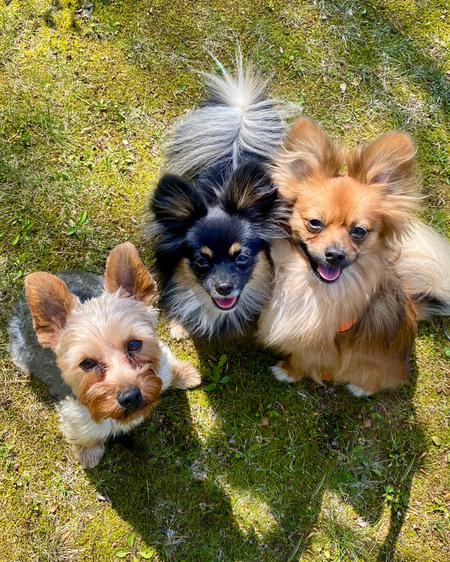 Stillman, Duke, and Roger 