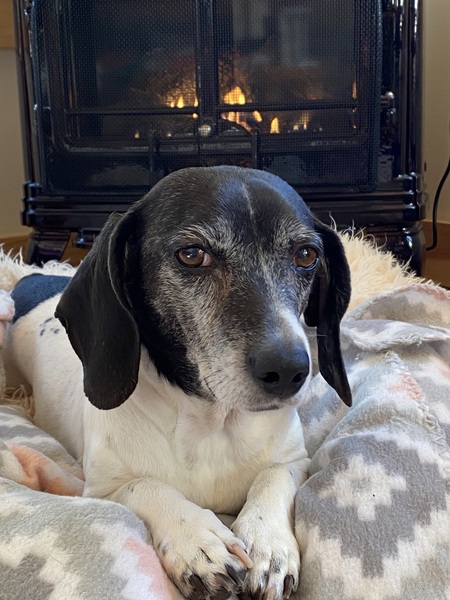 Bella