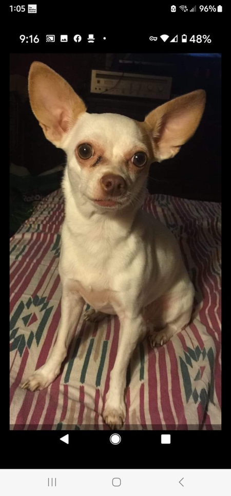 Isabel
