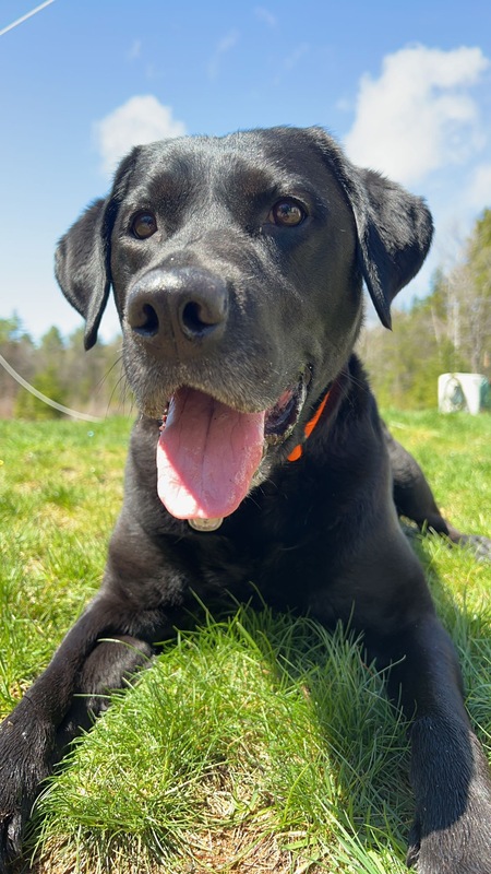 Bocephus 