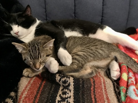 Xander and Willow