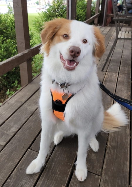 Penny