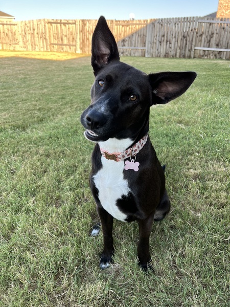 Ladybug 
