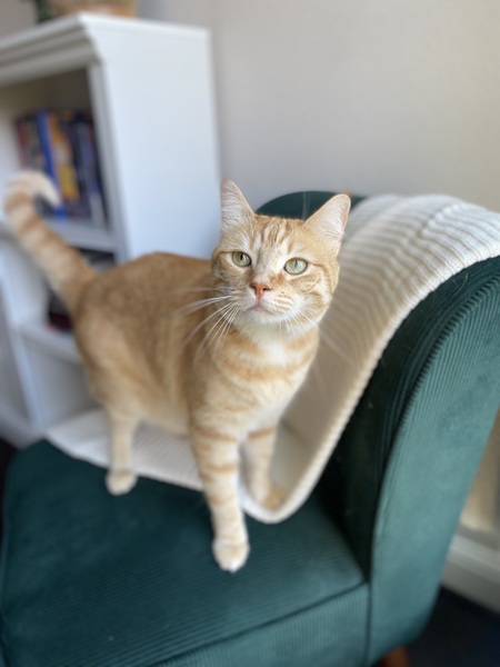 Pumpkin