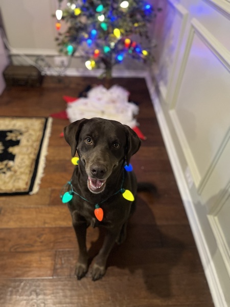 Maggie Mae Low