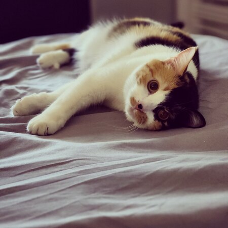 Mable
