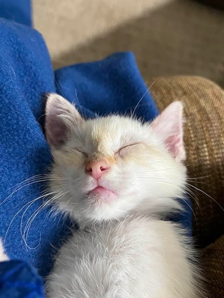 Sammy
