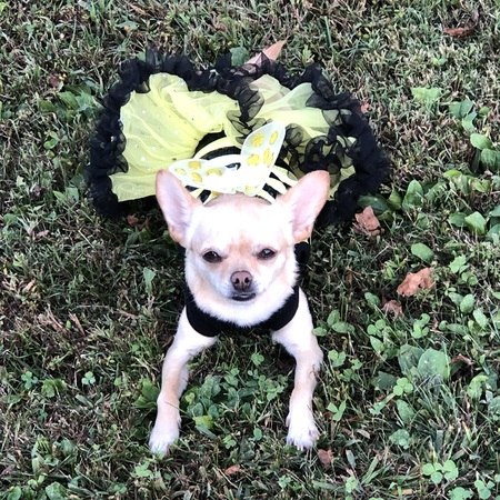 Maisy
